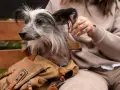 Un perro sin pelo, con un collar de cuero y una bolsa de lona, mira atentamente. Mi perro no ladra, pero observa todo con curiosidad.