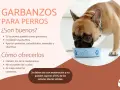 Un bulldog francés come de un cuenco azul. Los garbanzos son buenos para perros, aportando fibra y nutrientes.