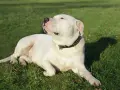 Un majestuoso dogo argentino blanco descansa en la hierba verde, con su collar tachonado brillando bajo el sol.