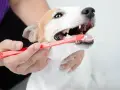 Persona cepilla los dientes de su perro con un cepillo rojo. Cuidar la higiene bucal es esencial para limpiar dientes perro.