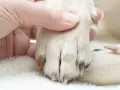 Mano sujetando la pata de un perro para cortar uñas.