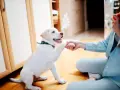 Un cachorro blanco da la pata a una persona, aprendiendo cómo jugar con un cachorro.