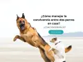 Un pastor alemán y un terrier juegan en la playa. Aprende cómo hacer que dos perros se lleven bien en casa.