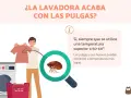 Un hombre muestra ropa cerca de una lavadora. Una lupa revela una pulga, indicando que las pulgas mueren en la lavadora con agua caliente.