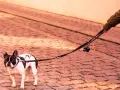 Un bulldog francés, con manchas negras y blancas, mira con desconfianza mientras mi perro no quiere salir a la calle.
