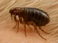 Un primer plano de pulgas negras, parásitos diminutos con patas espinosas, sobre piel y pelo.