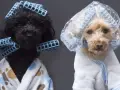 Dos caniches toy, uno negro y otro rubio, con rulos y batas, listos para unos cortes de pelo caniche toy.