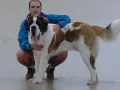 Hombre con un perro san bernardo en la playa.