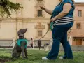 Entrenando a un perro weimaraner en un parque, aprendiendo a sentarse. La dueña le da una orden, un ejemplo de como educar a un perro.