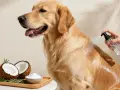 Golden retriever recibe spray para pelo. Ingredientes naturales como coco y romero sugieren cómo quitar rastas a un perro.