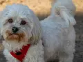Un adorable Bichón Maltés con un estilo corte pelo esponjoso y un arnés rojo.