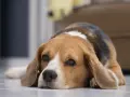 Un beagle triste y cansado, quizás afectado por giardia en perros, descansa en el suelo.