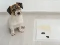 Un cachorro mira a la cámara junto a una alfombrilla de entrenamiento con excrementos. Un recordatorio de que hay que saber como enseñar a un cachorro a hacer sus necesidades en la calle.