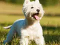Un West Highland White Terrier blanco, con la lengua fuera, corre feliz por un campo verde y soleado.