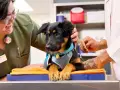 Veterinarios preparan a un cachorro para saber cuándo se puede castrar a un perro. El cachorro luce un arnés azul y un collar dorado.
