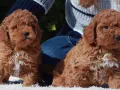 Tiernos cachorros de caniche con corte asiático, listos para conquistar corazones.