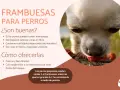 Un perro chihuahua disfruta de frambuesas, demostrando que los perros pueden comer frambuesas como un premio saludable.