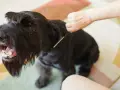 Un perro negro con barba larga y tupida, parece que le están haciendo stripping.