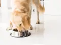 Golden retriever disfrutando de su dieta natural para perros.