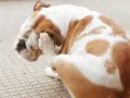Bulldog se rasca la cara con la pata, indicando la necesidad de saber como eliminar las pulgas de mi perro.