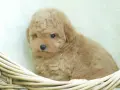 Adorable caniche toy pelado, color caramelo, acurrucado en una cesta de mimbre.
