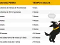Tabla con edades de perros y tiempo recomendado para dejarlos solos. Guía para como acostumbrar a un perro a quedarse solo.