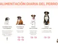Cachorro de 2 a 3 meses come 4 veces al día. Imagen muestra perros de diferentes edades y sus porciones de comida.