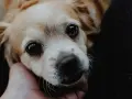 Un perro hiperactivo, con ojos grandes y brillantes, mira con ternura mientras una mano acaricia su cabeza.