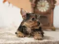 Un tierno cachorro de perros yorkshire, con su pelaje oscuro y dorado, descansa sobre una manta suave, con un reloj antiguo desenfocado al fondo.