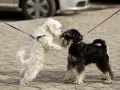 Dos perros, uno blanco y otro negro, se saludan con entusiasmo. El blanco salta, el negro espera. ¡Parece que hay celo perros en el aire!