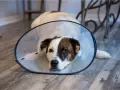 Perro con collar isabelino recuperándose. Averigua cuanto vale castrar un perro para su bienestar.