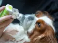 Un perro recibe tratamiento con nebulizador para edema pulmonar. La esperanza de vida de perro con edema pulmonar mejora con cuidados.