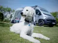 Un caniche gigante sin pelar descansa en el césped, con una tienda de campaña y una furgoneta camper al fondo.