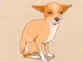 Un adorable chihuahua cachorro sentado, listo para aprender sobre sus cuidados.