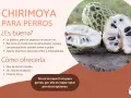 Chirimoya para perros: la pulpa es comestible, pero sin pepitas ni cáscara. No es la fruta más recomendada, aunque aporta nutrientes.