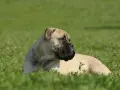 Un majestuoso bullmastiff descansa en la hierba verde, con su collar plateado brillando bajo el sol.