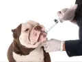 Un perro recibe medicina de una jeringa. La frecuencia con la que se desparasita a un perro depende de su estilo de vida y la recomendación veterinaria.