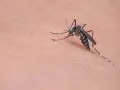 Un mosquito, vector de la leishmaniasis, se posa sobre la piel.