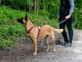 Perro de **mantrailing perros** con arnés rosa, atento en un sendero boscoso, guiado por su dueño.