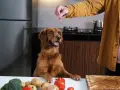 Un perro golden retriever espera ansioso un trozo de carne, mientras en la mesa hay ingredientes para comida para perros hecha en casa.