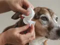 Manos limpian orejas perro con una toallita blanca. Cuidado e higiene para tu mascota.