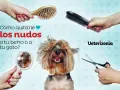 ¿Cómo quitarle los nudos a tu perro o gato? Cepillos, tijeras y un espejo para ayudarte a desenredar el pelo.