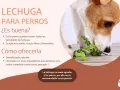 Un perro come lechuga fresca. Sí, los perros pueden comer lechuga, es baja en calorías y rica en fibra.