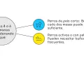 Guía sobre cada cuanto se lava un perro: pelo corto cada dos meses, pelo largo o activos, más seguido.