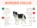 Un Border Collie, uno de los tipos de collie, con información sobre su origen, tamaño, cuidados, carácter y salud.