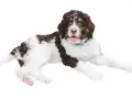 Un juguetón bernedoodle mini, con pelaje rizado blanco y marrón, mira con ojos curiosos y la boca abierta, listo para jugar.