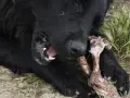 Perro negro masticando un hueso con carne. Los huesos se deshacen en el estómago de los perros, un festín natural.