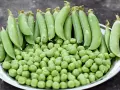 Un plato lleno de guisantes frescos, tanto en vaina como sueltos. ¡Una delicia que hasta los perros pueden comer guisantes!