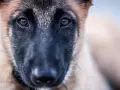 Ojos tristes de un perro maltratado, reflejando la esperanza de cómo quitar el miedo a un perro maltratado con paciencia y amor.