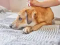 Un perro triste recibe tratamiento antiparasitario. Es vital recordar que puede morir un perro por lombrices si no se trata.